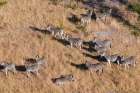 An aerial view of a herd of plains zebras-Equus quagga Okavango Delta-Botswana Art Print